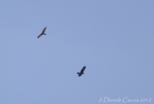 identificazione rapaci